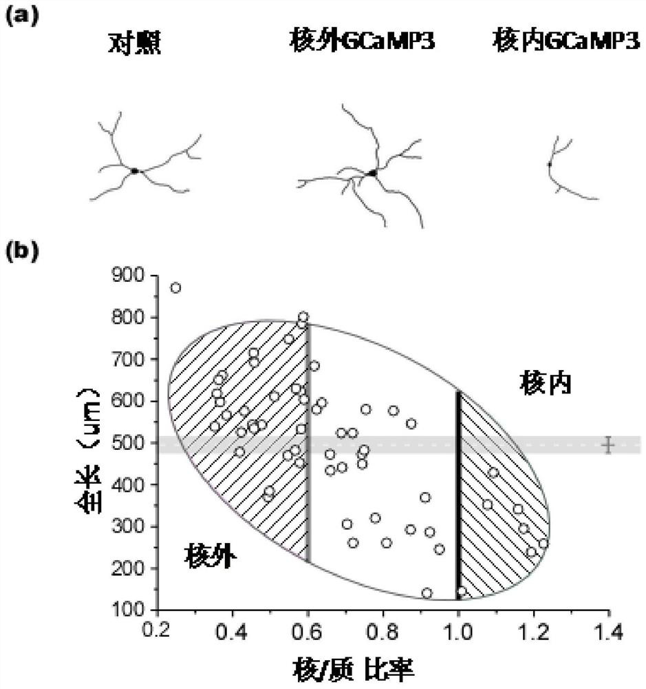 Design and application of the genetically encoded calcium probe GCAMP-x