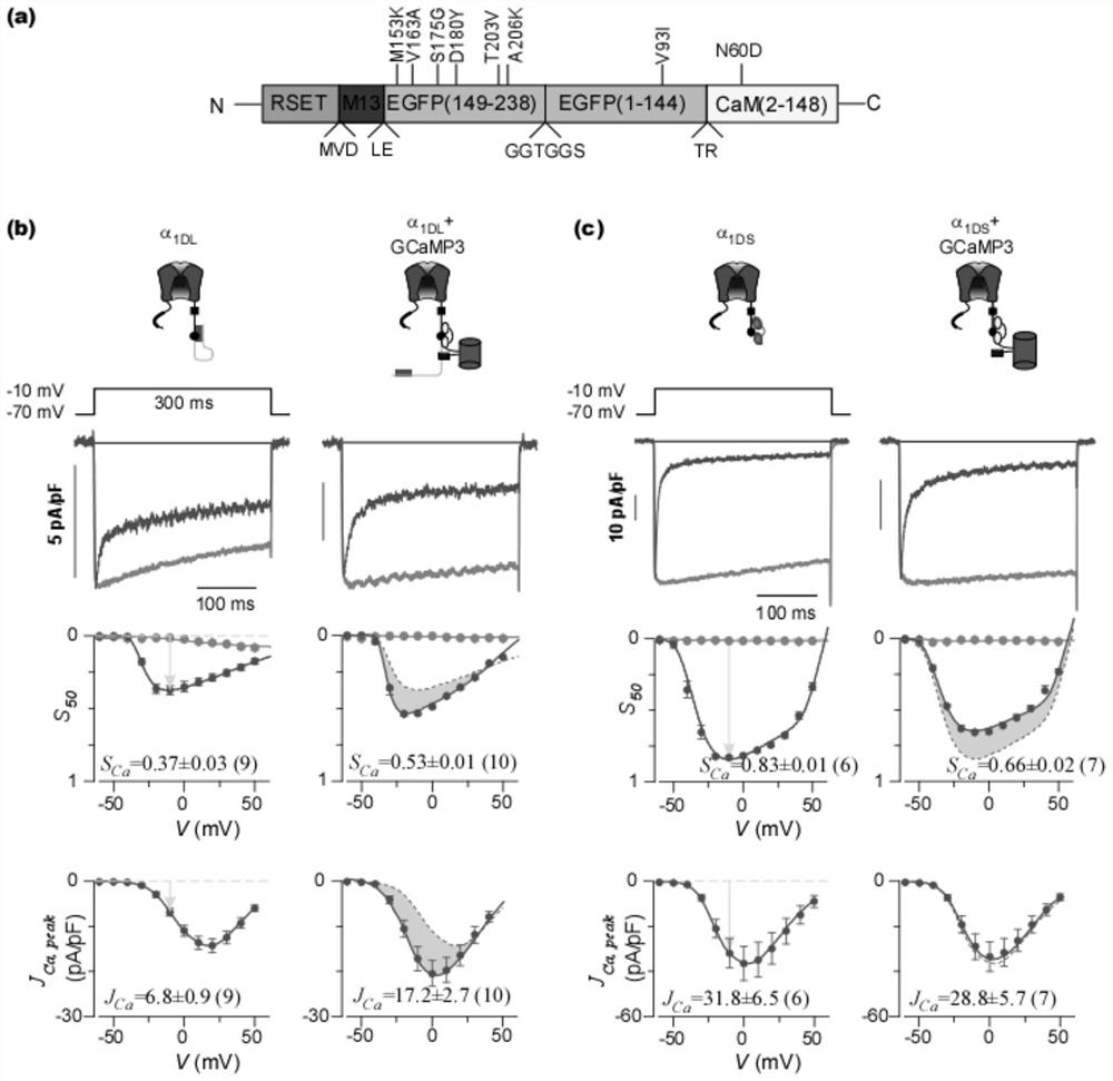 Design and application of the genetically encoded calcium probe GCAMP-x