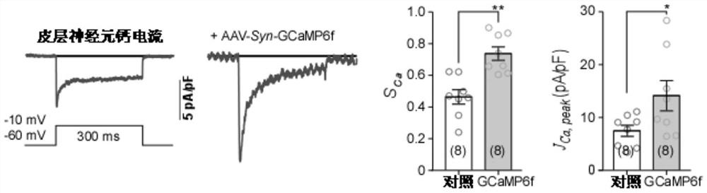 Design and application of the genetically encoded calcium probe GCAMP-x