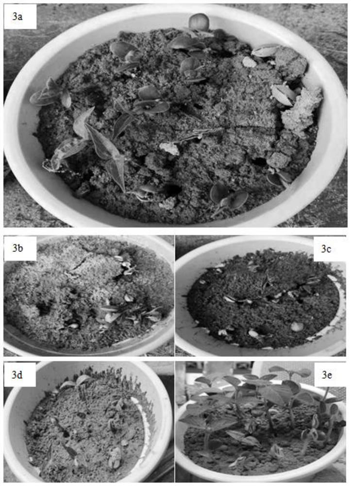 Preparation method, application and preparation device of desert reconstruction agent