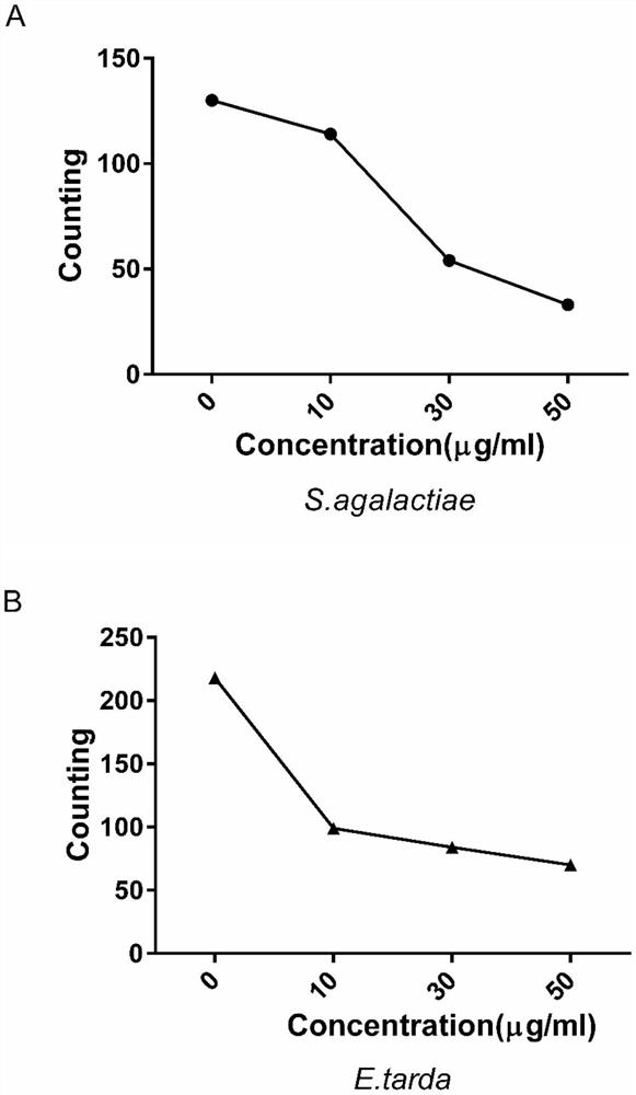 Application of a kind of galectin-9 derived from mandarin fish in the preparation of antibacterial agent