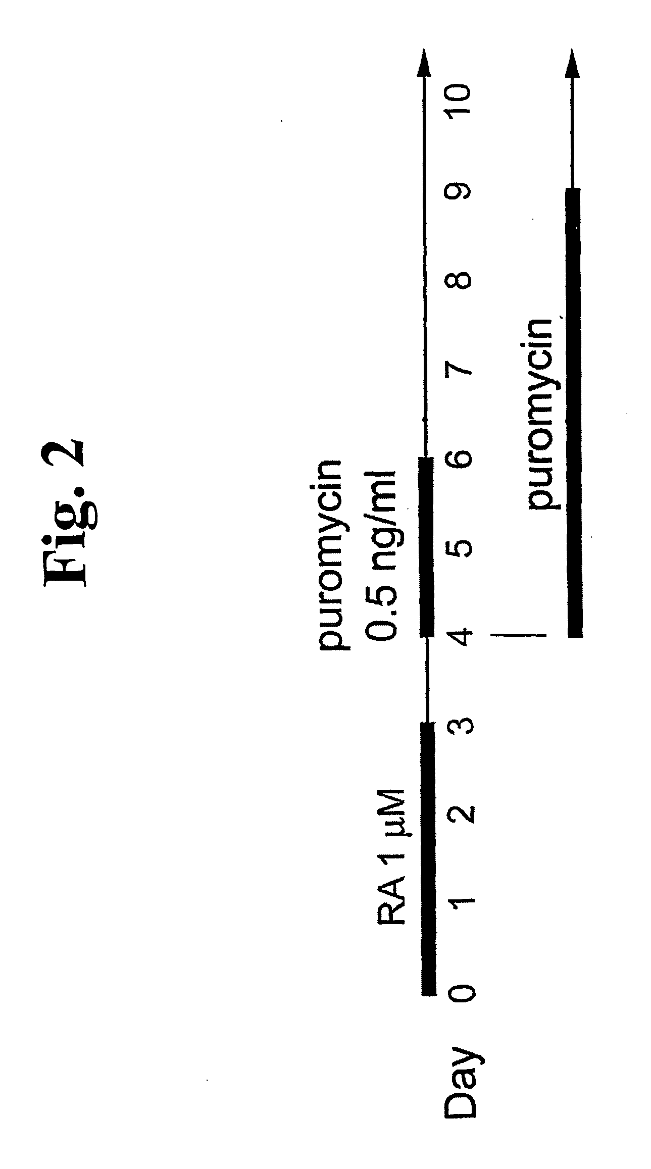 Method for identifying and purifying smooth muscle progenitor cells