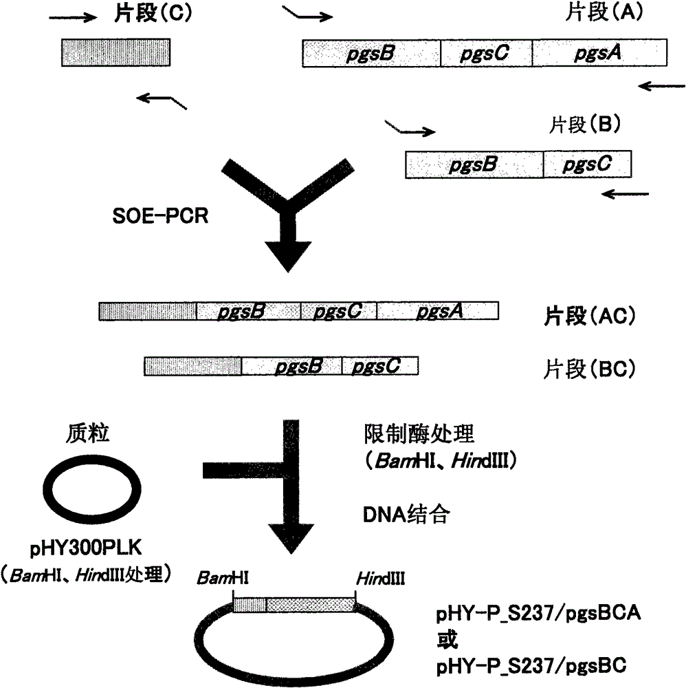 Recombinant microorganism and method for producing poly-γ-glutamic acid