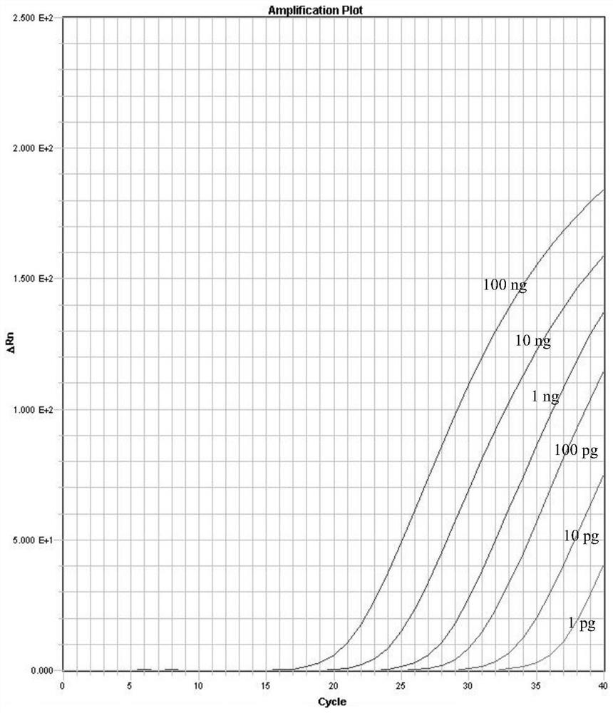 Real-time fluorescent PCR detection method of rhododendron bud wilt and its special set of reagents