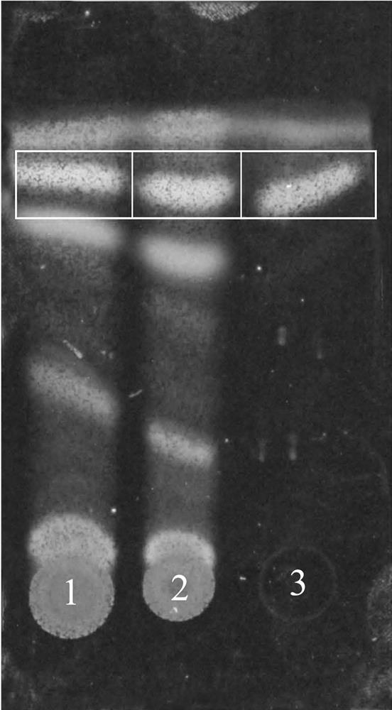 A method for the extraction, inspection and content determination of triterpenoids in sorbifolium sorbifolium