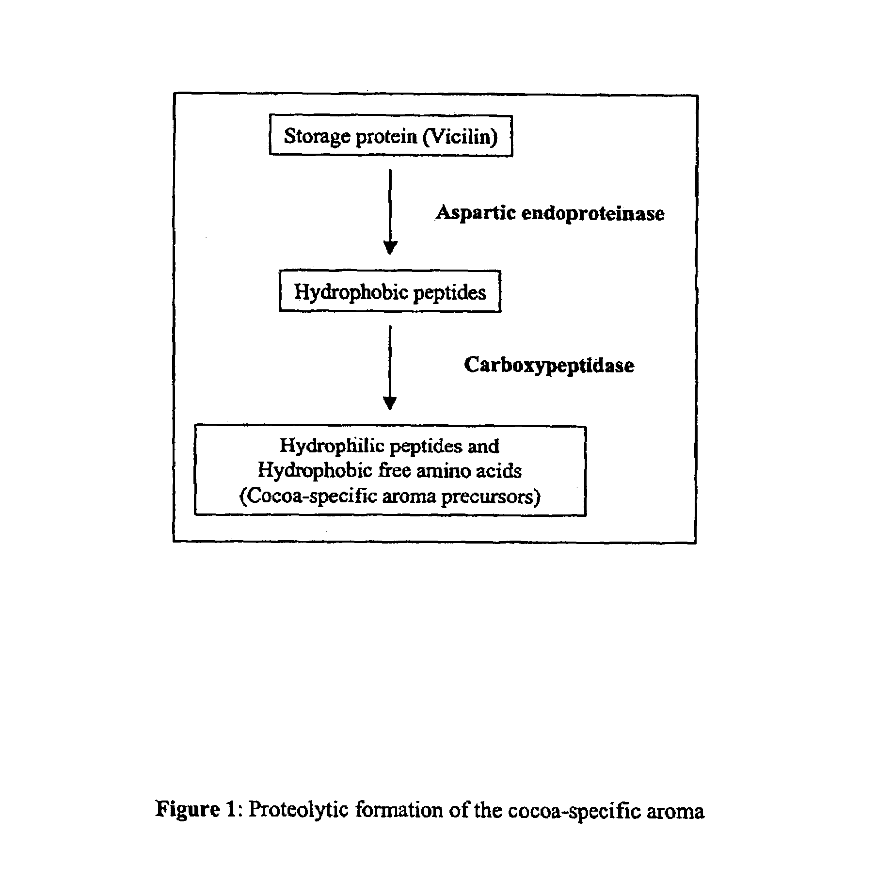 Carboxypeptidase of cocoa