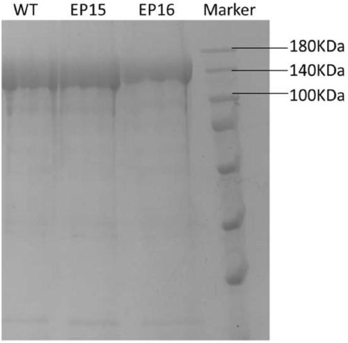 FnCpf1 mediated in-vitro DNA editing kit