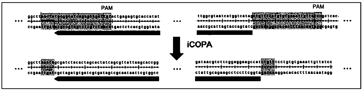 FnCpf1 mediated in-vitro DNA editing kit
