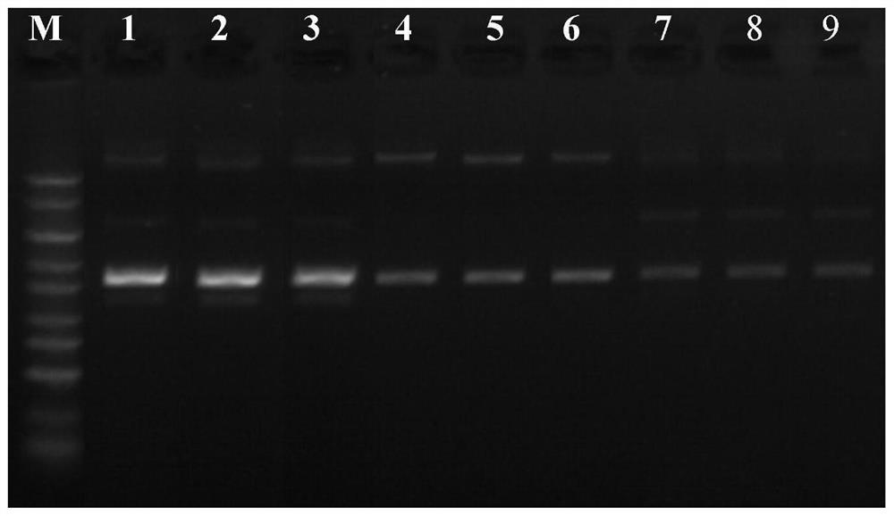 Kit for rapidly extracting bacterial plasmid DNA by magnetic bead method and extraction method