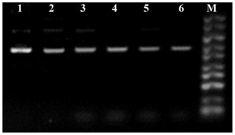 Kit for rapidly extracting bacterial plasmid DNA by magnetic bead method and extraction method