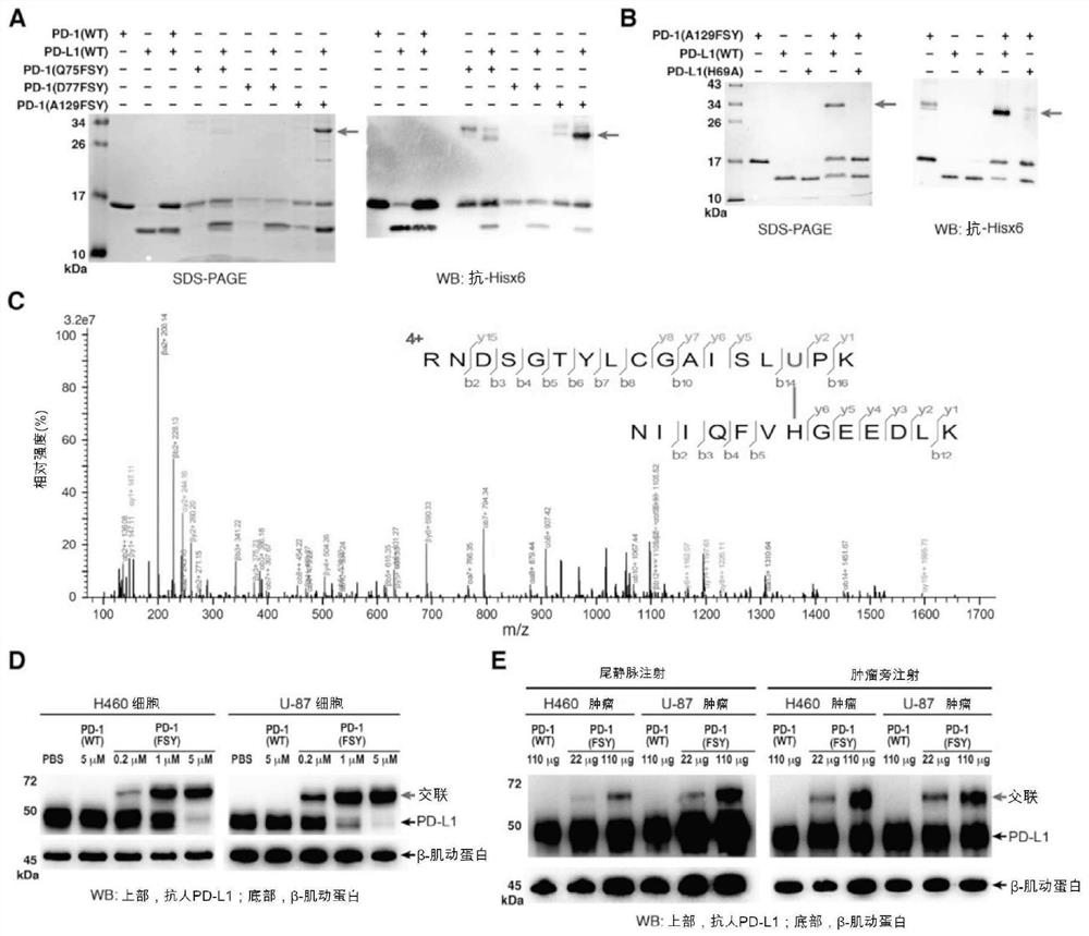 Covalent protein drugs developed via proximity-enabled reactive therapeutics (PERX)