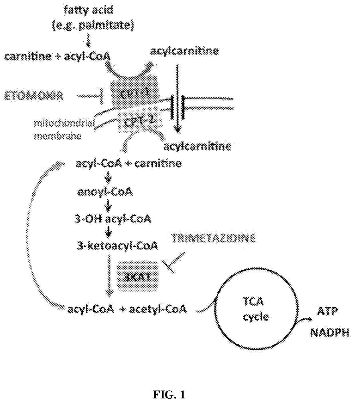 Use of fatty acid oxidation inhibitors as antimicrobials