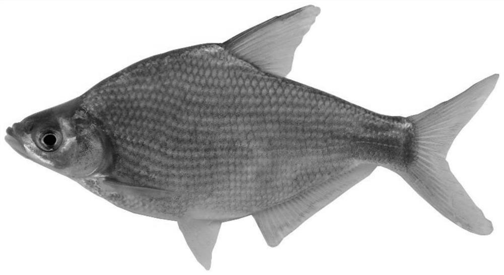 A kind of breeding method of natural gynogenesis dory