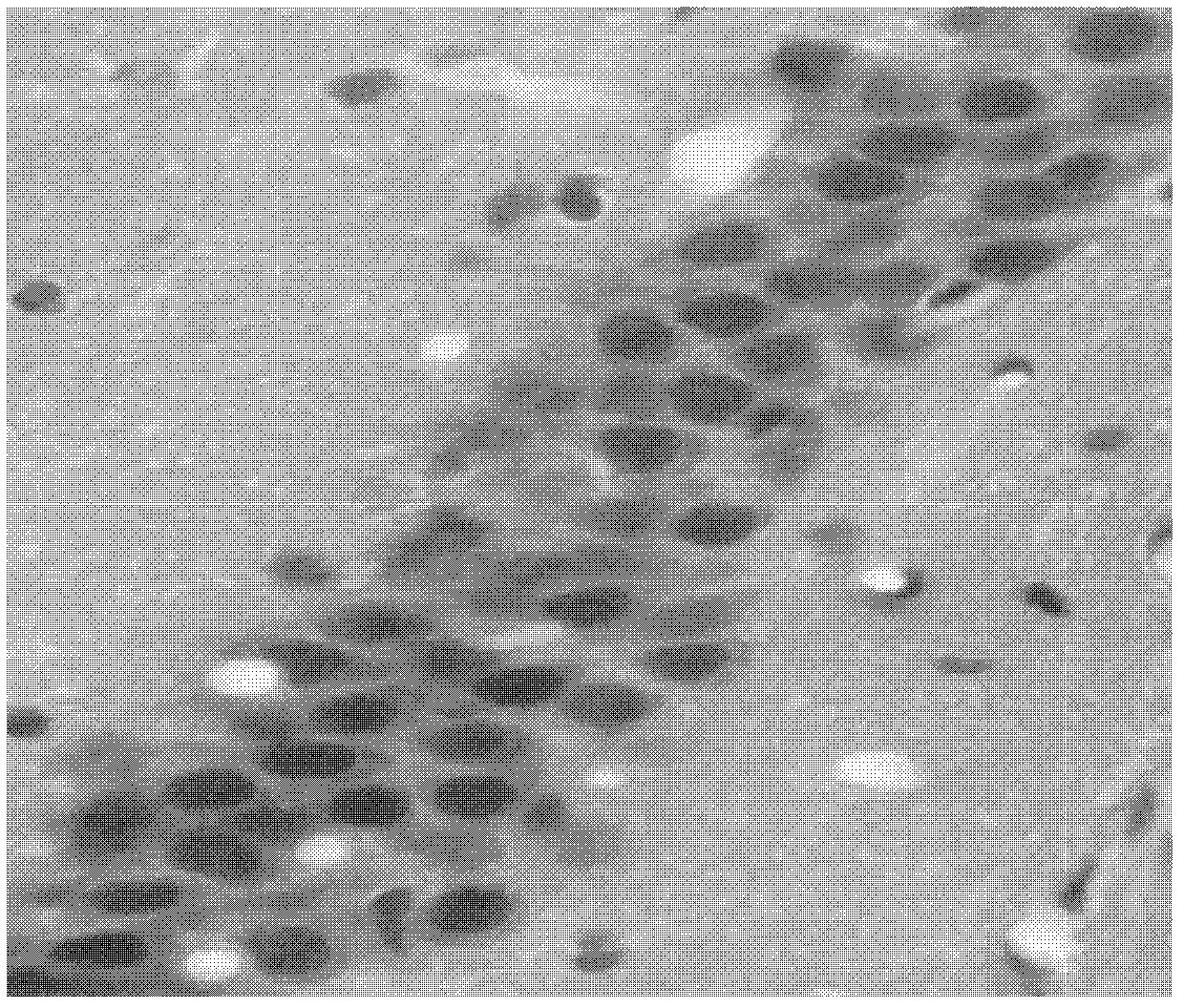 Application of 6-benzyl aminopurine compound in terms of preparation of composition for suppressing oxidative injury to brain tissues