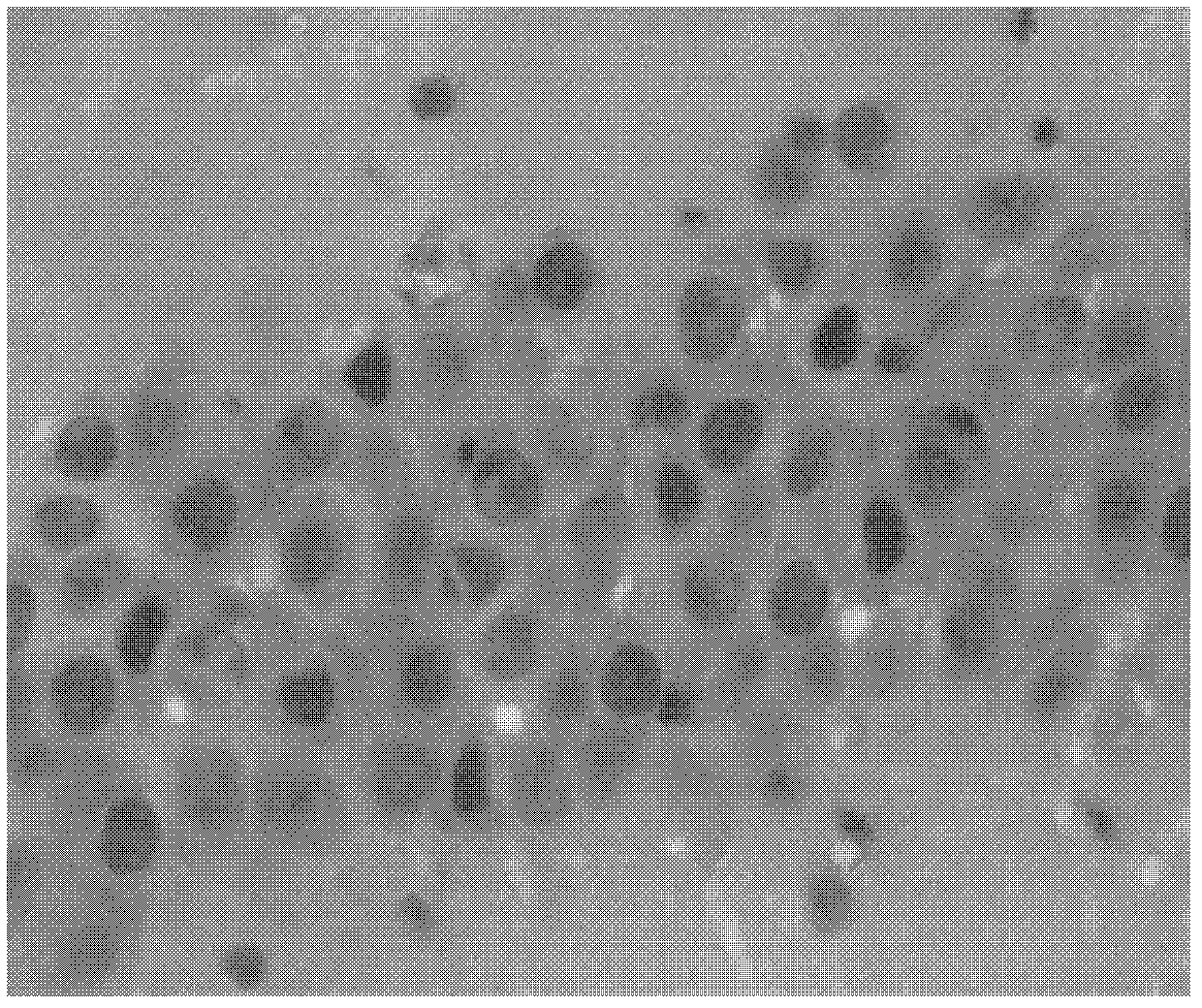 Application of 6-benzyl aminopurine compound in terms of preparation of composition for suppressing oxidative injury to brain tissues