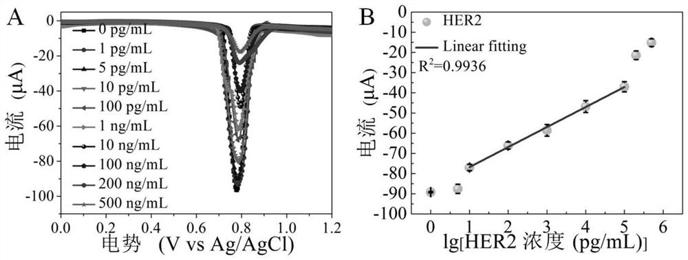Construction method and application of specific electrochemical sensor for HER2 detection