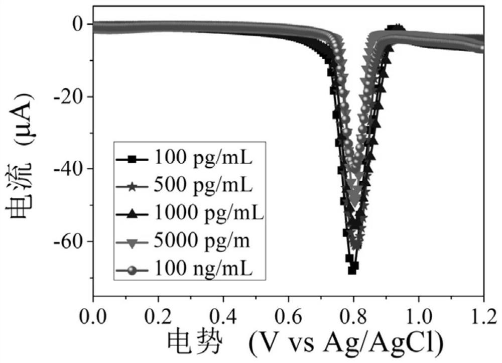 Construction method and application of specific electrochemical sensor for HER2 detection