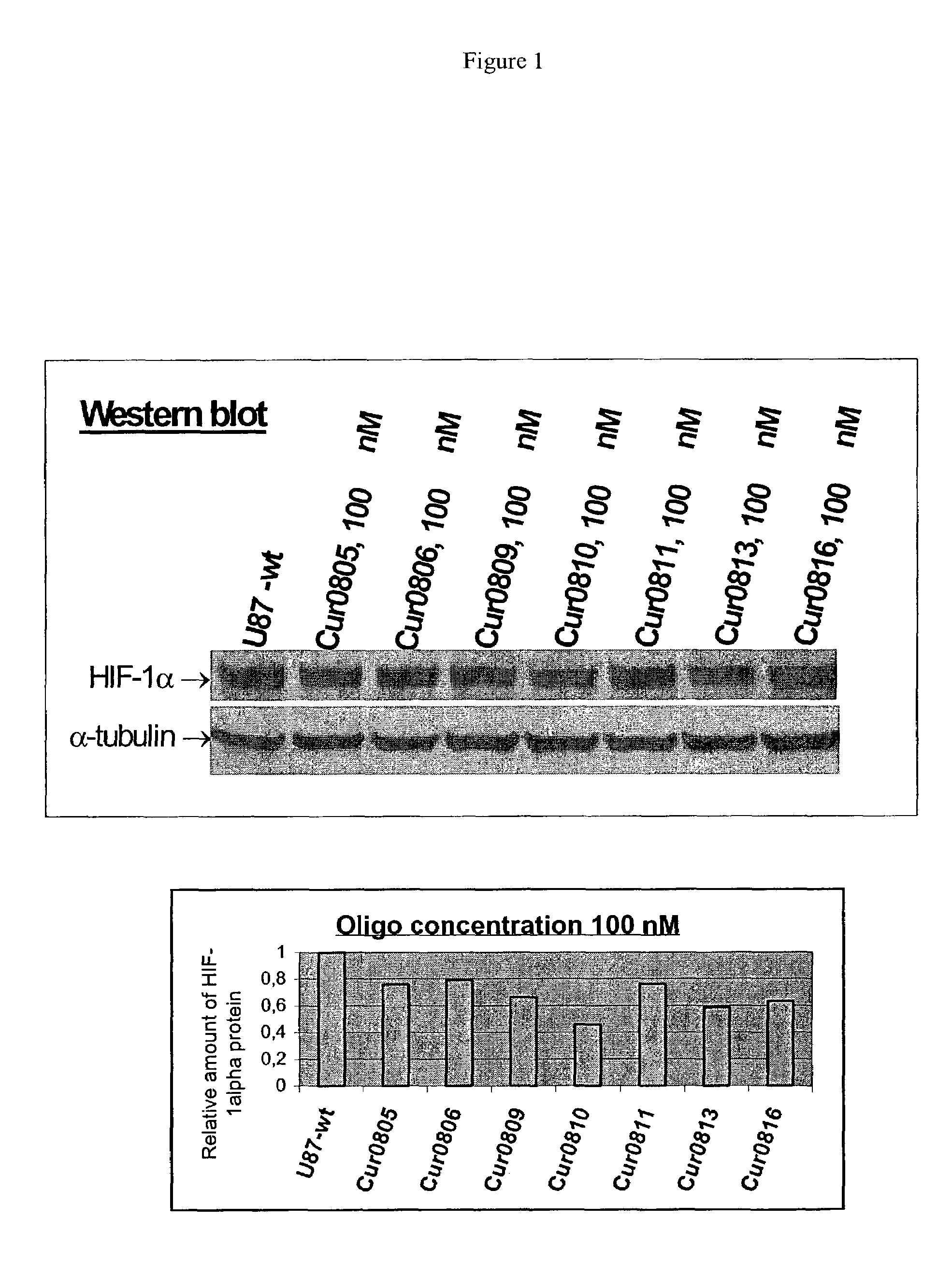Oligomeric compounds for the modulation HIF-1α expression