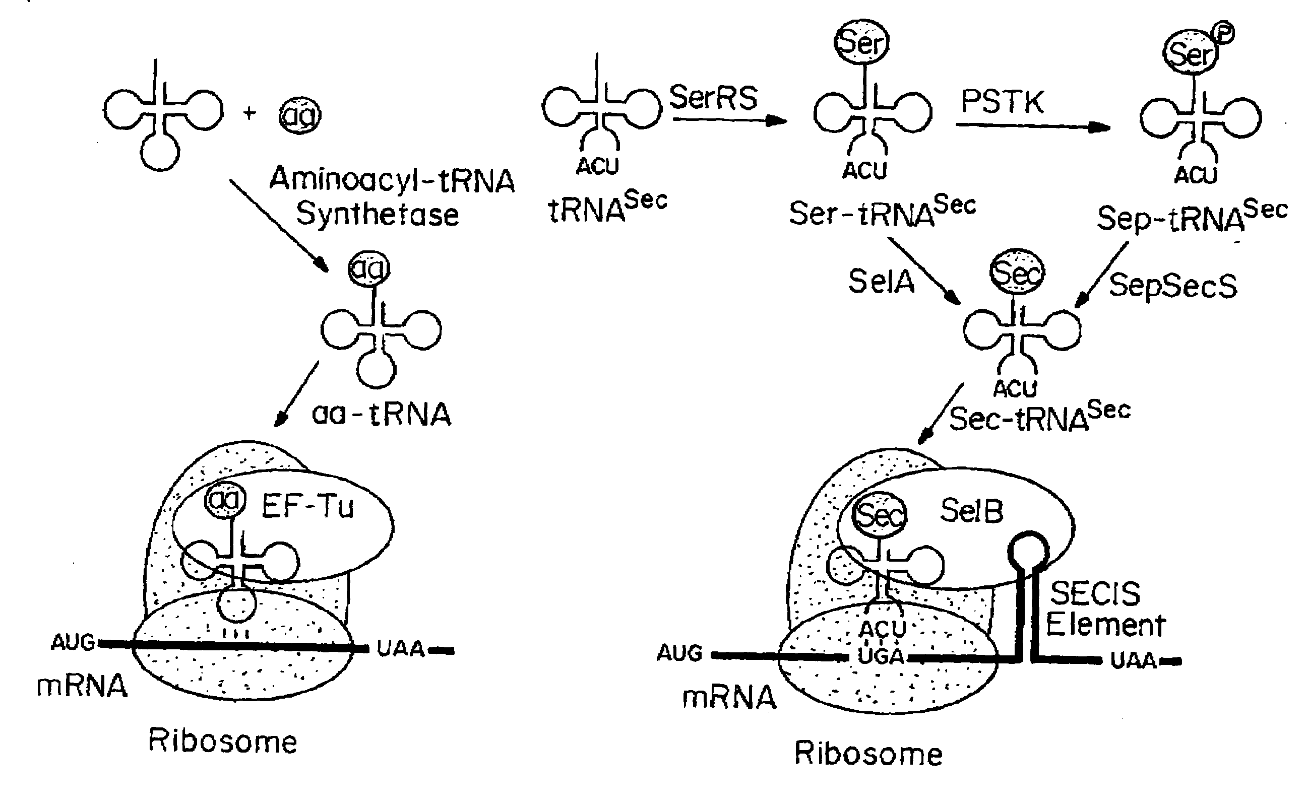 Compositions and Methods for Making Selenocysteine Containing Polypeptides