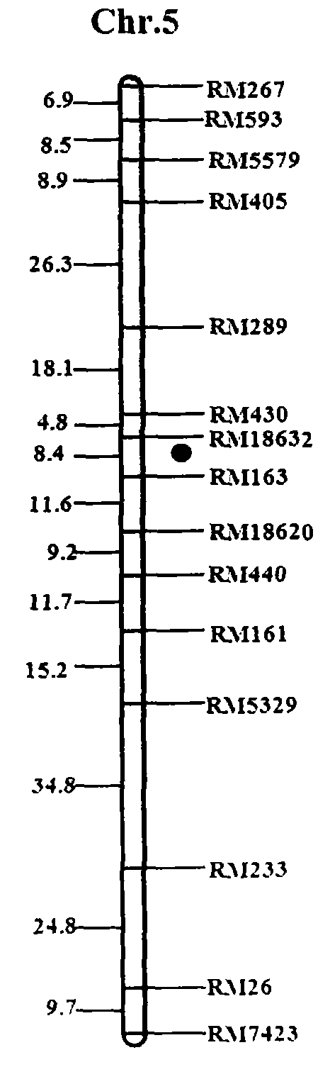 SSR (simple sequence repeats) markers, linked with LRGPP (loss rate of total grains per panicle) related Aphelenchoides besseyi Christie resistant QTL (quantitative trait locus), on chromosome 5 and application thereof