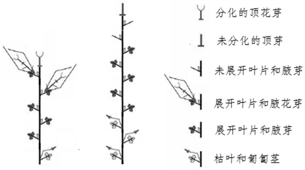 Cultivation method of plateau multi-flower bud strawberry seedlings