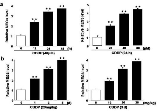 A cisplatin-like drug side effect inhibition or therapeutic target