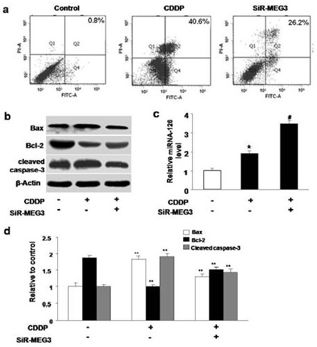 A cisplatin-like drug side effect inhibition or therapeutic target