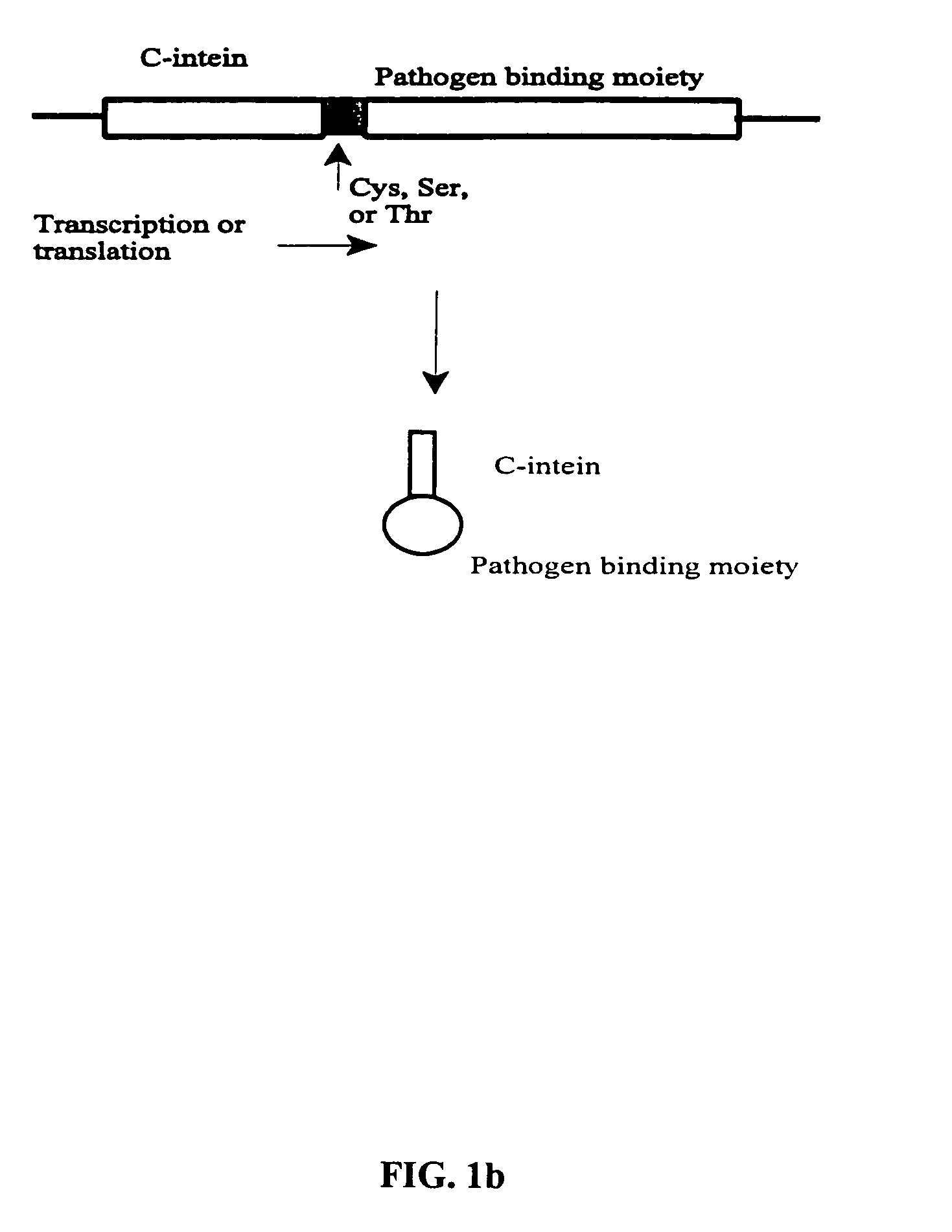 Method of producing biospecific molecules by protein trans-splicing