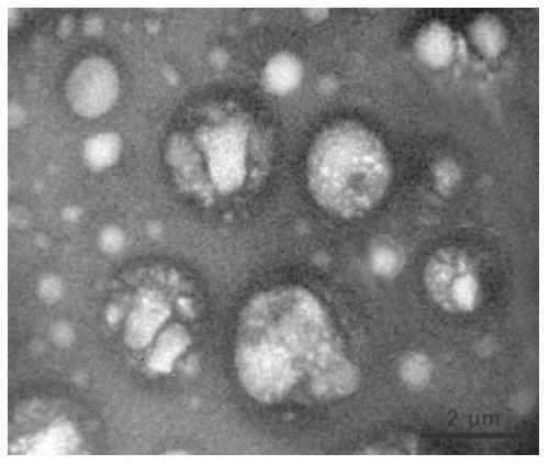 A method for promoting the proliferation of human bone marrow mesenchymal stem cells based on exosomes