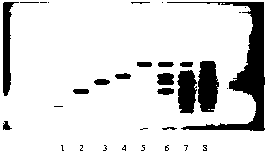Thin layer identification method for amino acid components in radix pseudostellariae