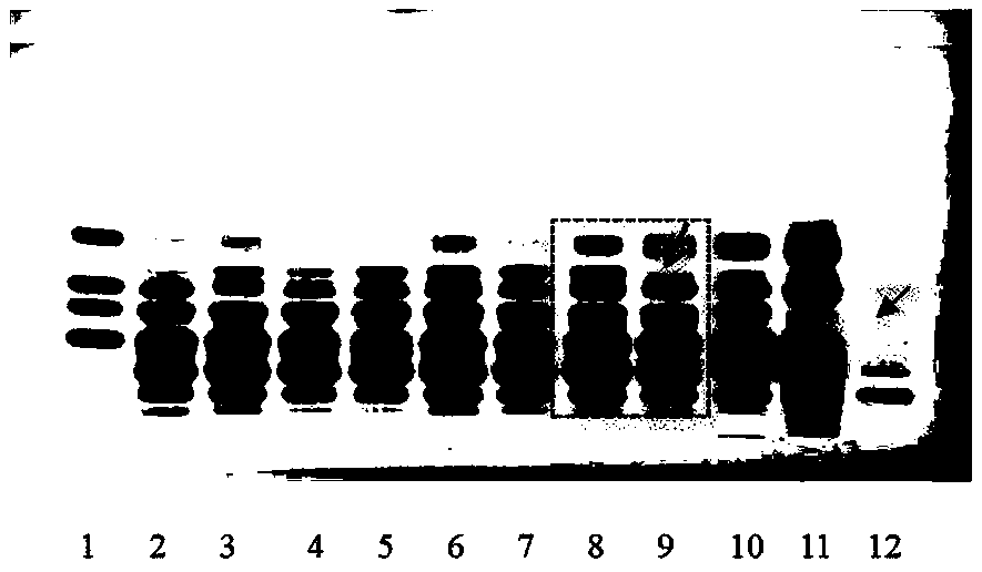 Thin layer identification method for amino acid components in radix pseudostellariae