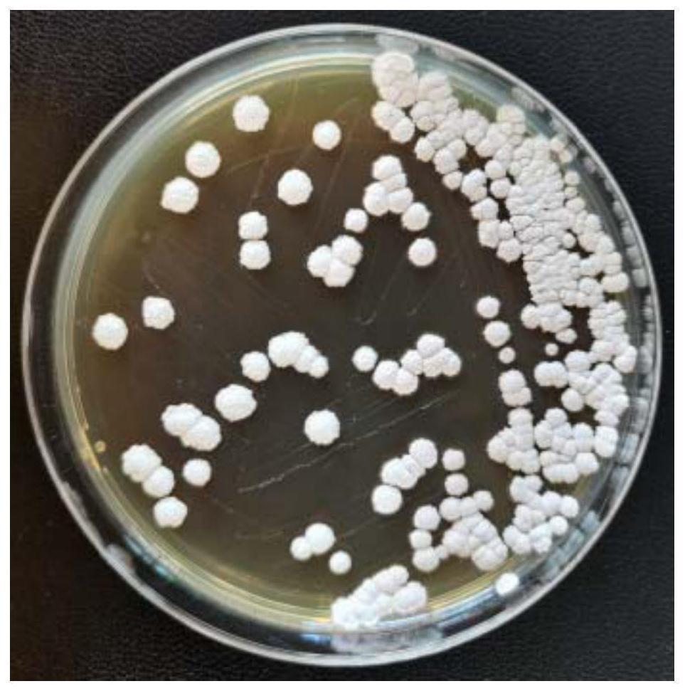 Sponge-sourced biocontrol streptomyces ITBB-ZK-a5 and application thereof