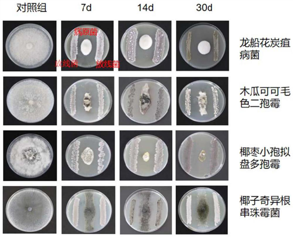 Sponge-sourced biocontrol streptomyces ITBB-ZK-a5 and application thereof