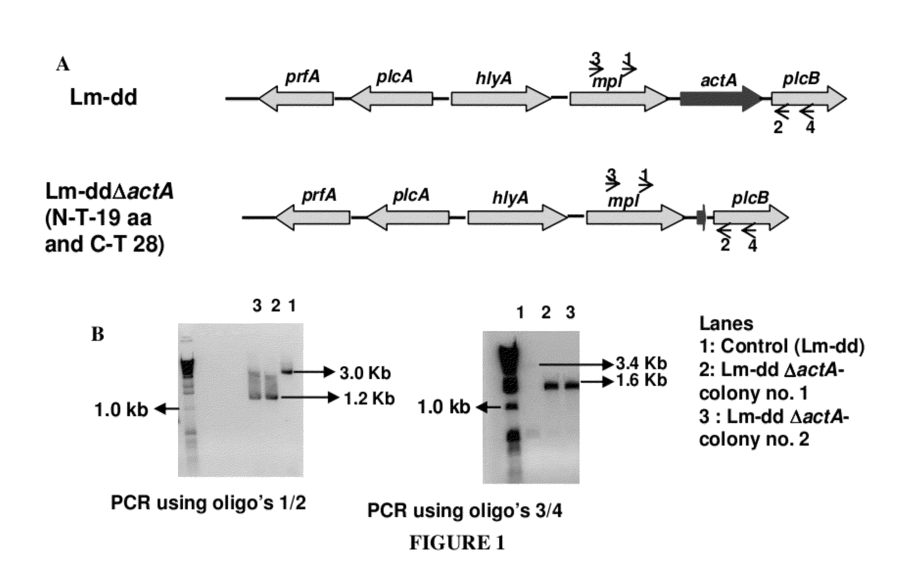 Multiple delivery system for heterologous antigens