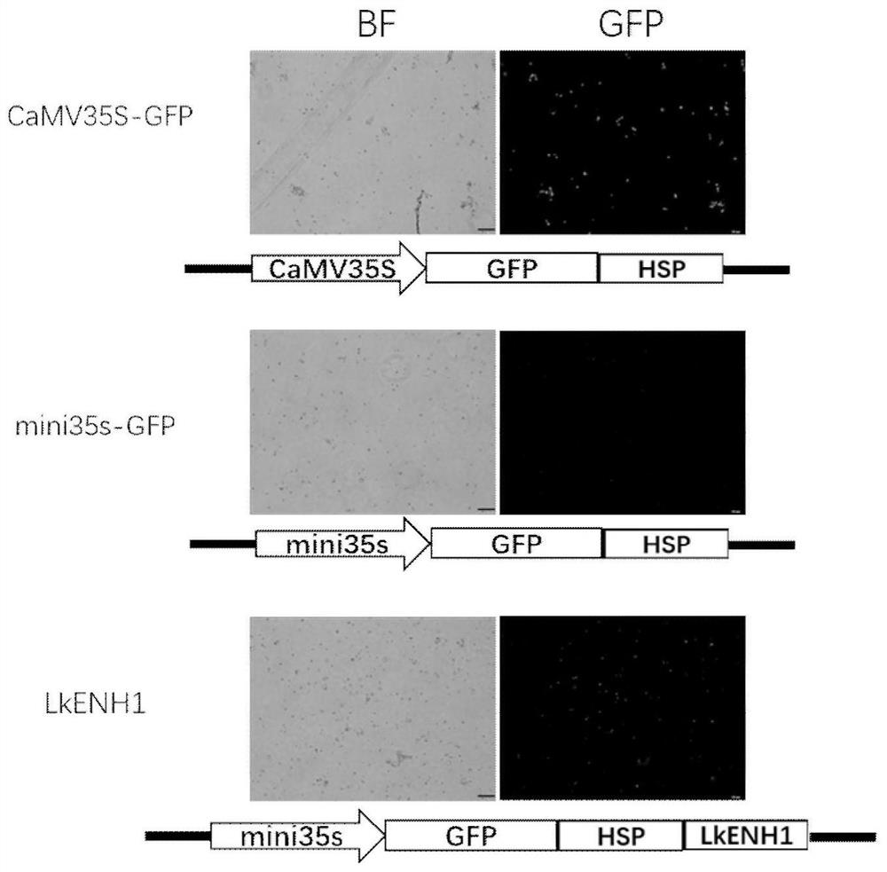 An active larch enhancer, its acquisition and identification method