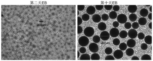 A kind of mesenchymal stem cell and its preparation method and application