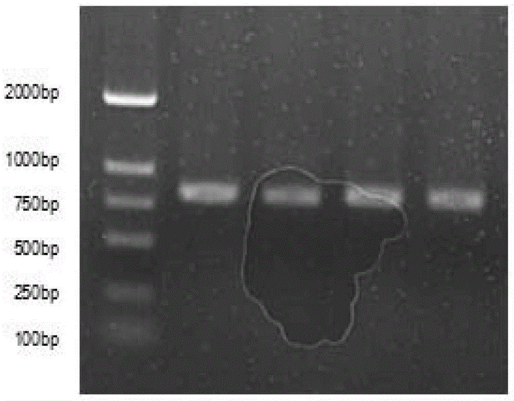 Method for expressing and purifying silkworm ecdyson receptor EcR/USP protein compound