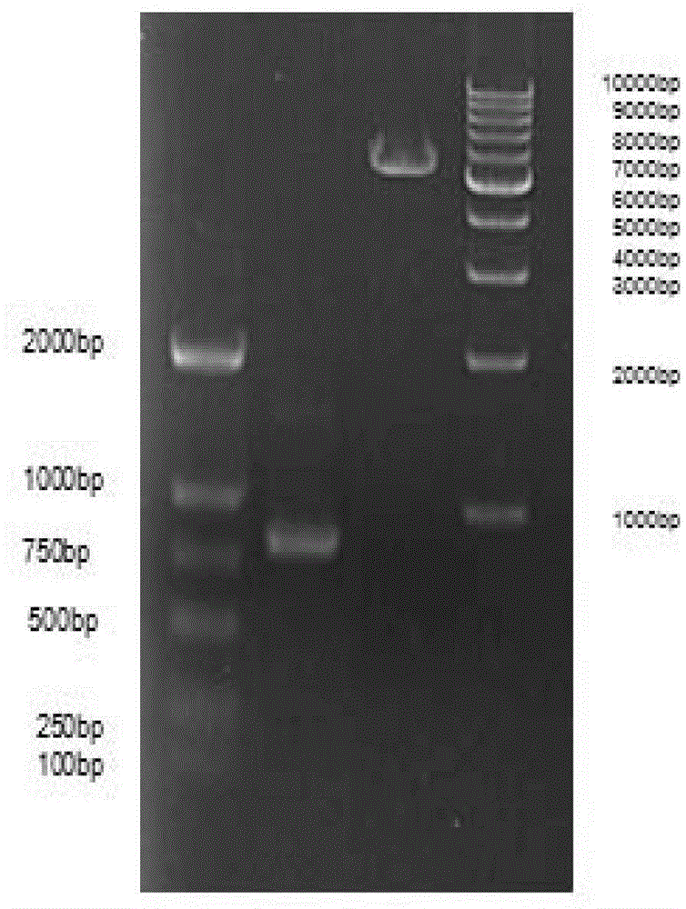 Method for expressing and purifying silkworm ecdyson receptor EcR/USP protein compound