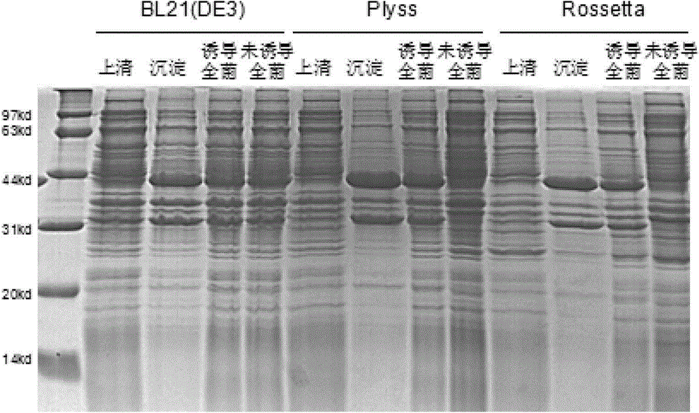 Method for expressing and purifying silkworm ecdyson receptor EcR/USP protein compound