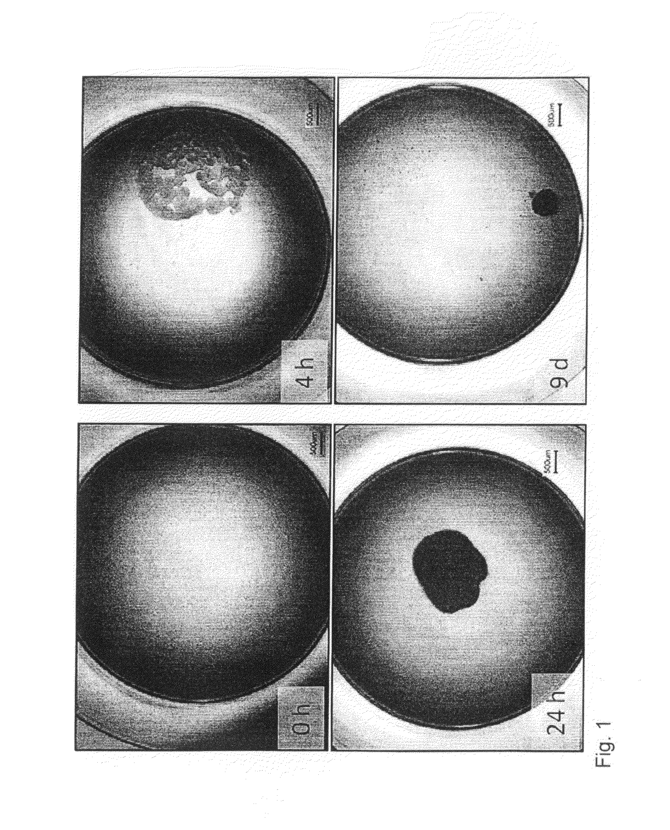 Method of preparing an artificial tooth primordium in vitro and artificialtooth primordium derived therefrom