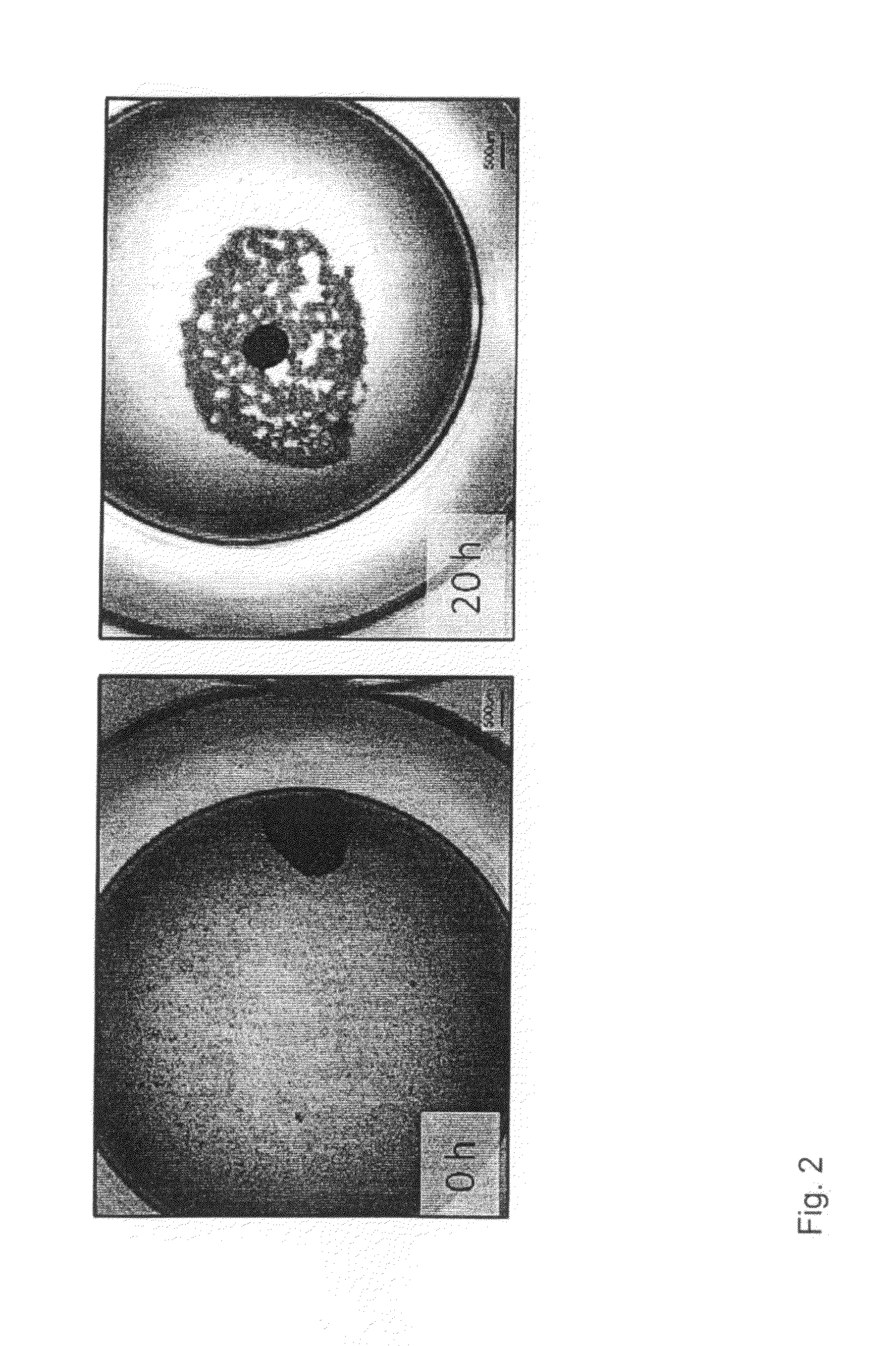 Method of preparing an artificial tooth primordium in vitro and artificialtooth primordium derived therefrom