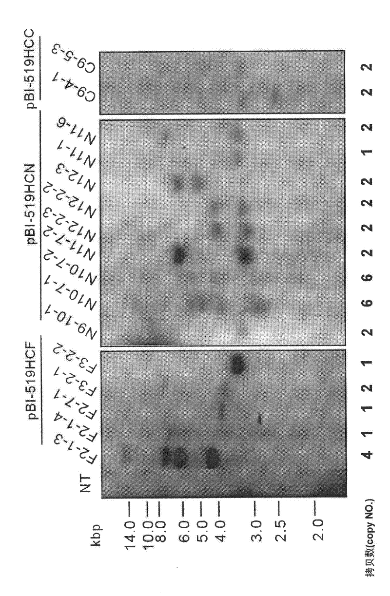Gene transfer vector comprising papaya ringspot virus auxiliary component protease gene and application thereof for providing broad-spectrum virus resistance in crops