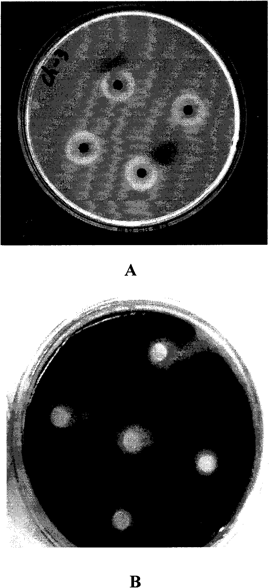 Method for preparing low-temperature neutral lipase by using Geotrichum candidum