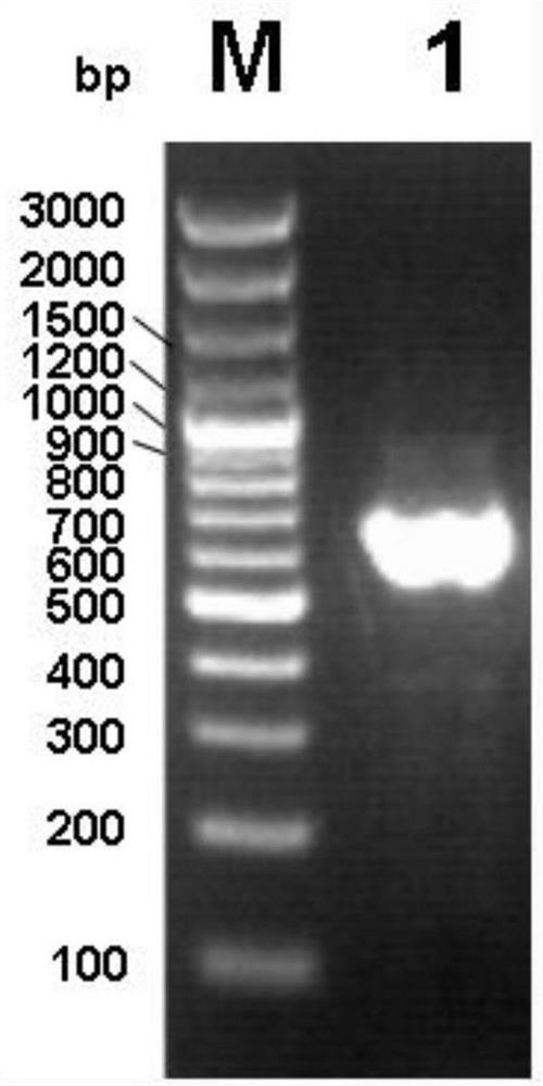 Saccharomyces cerevisiae LJ-1 and application thereof