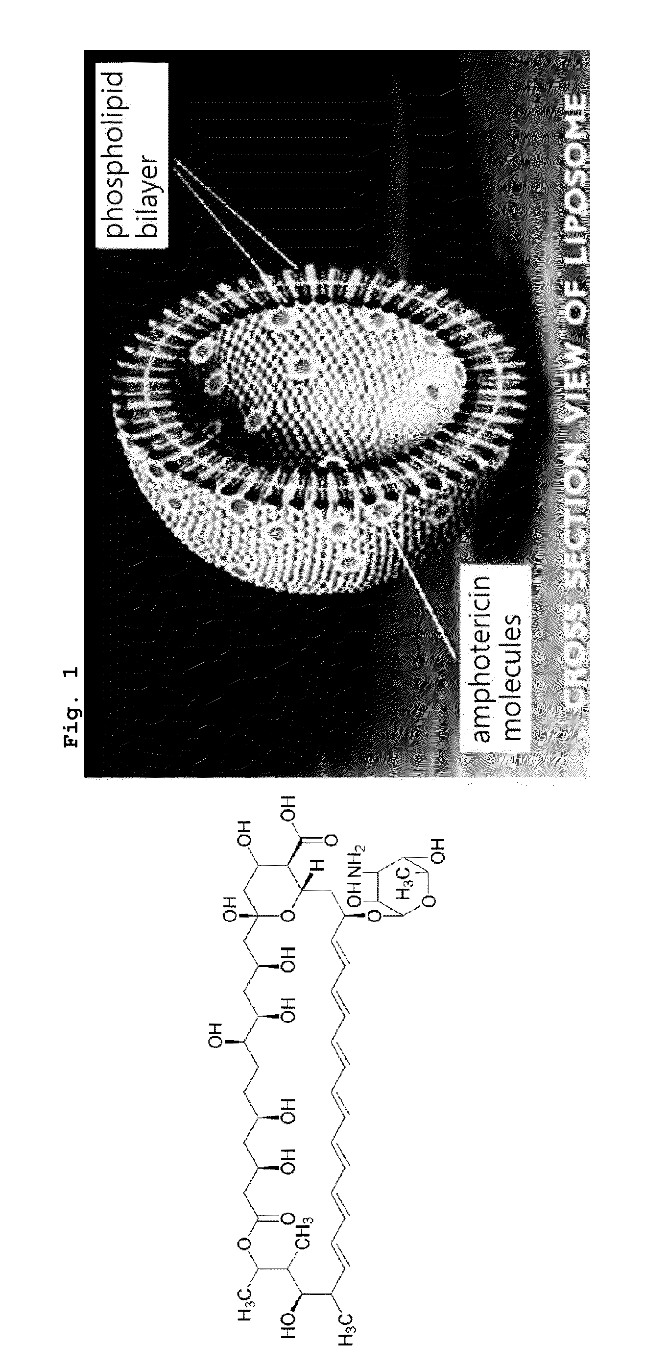 Asymmetric Liposomes for the Highly Efficient Encapsulation of Nucleic Acids and Hydrophilic Anionic Compounds, and Method for Preparing Same