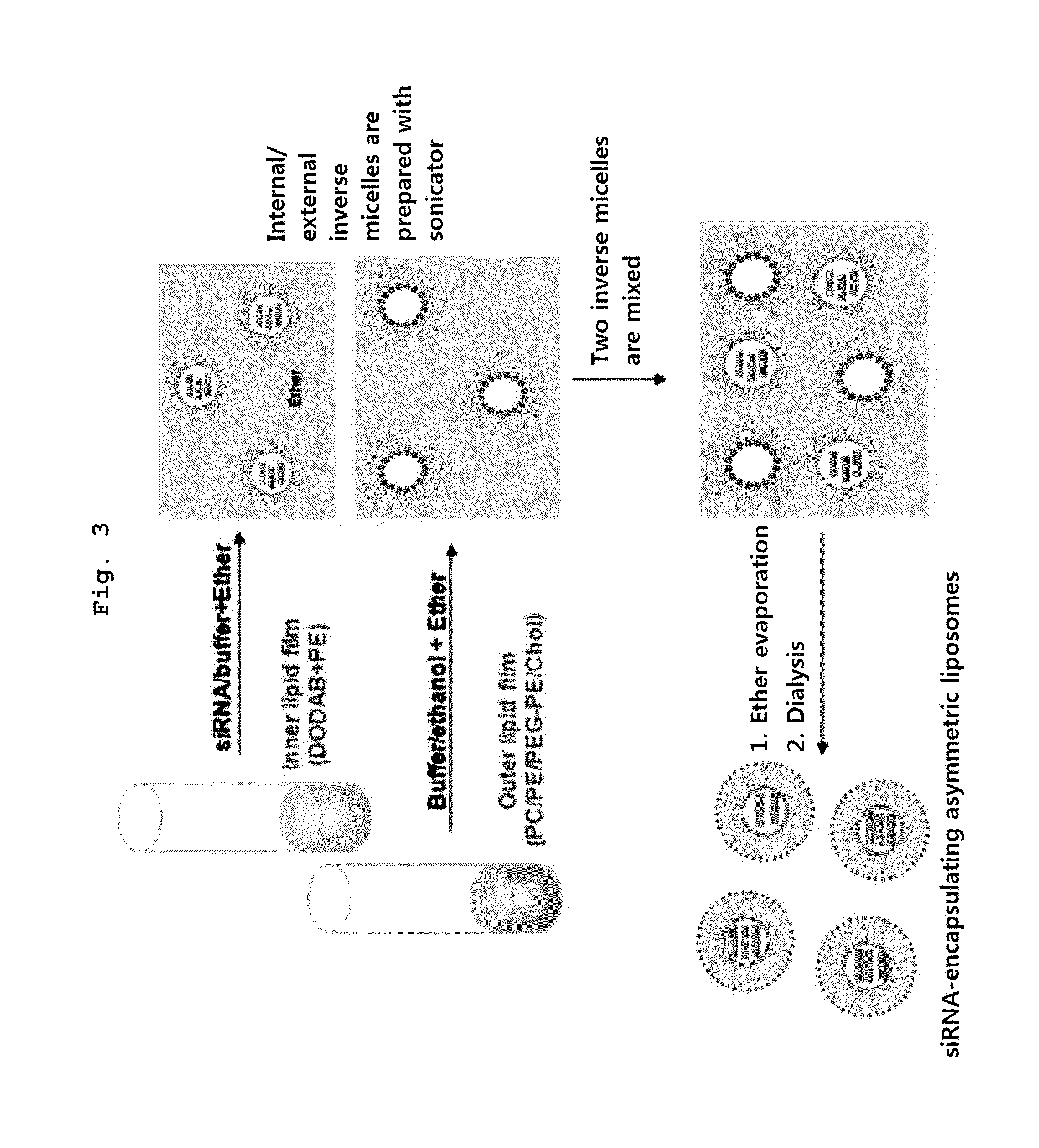 Asymmetric Liposomes for the Highly Efficient Encapsulation of Nucleic Acids and Hydrophilic Anionic Compounds, and Method for Preparing Same