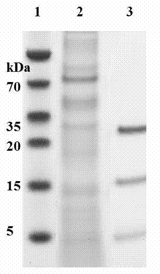 Antibacterial peptide secreted by clostridium butyricum as well as preparation method and application thereof