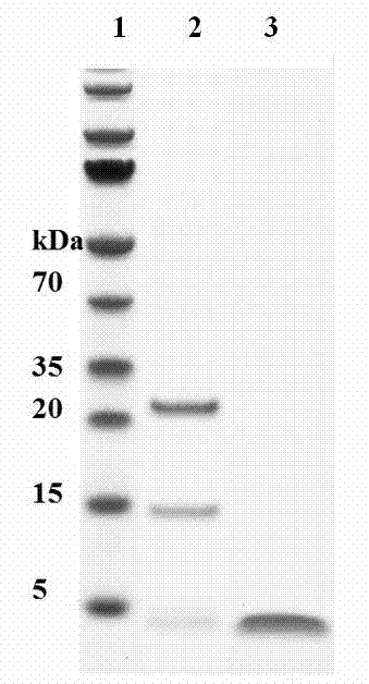 Antibacterial peptide secreted by clostridium butyricum as well as preparation method and application thereof