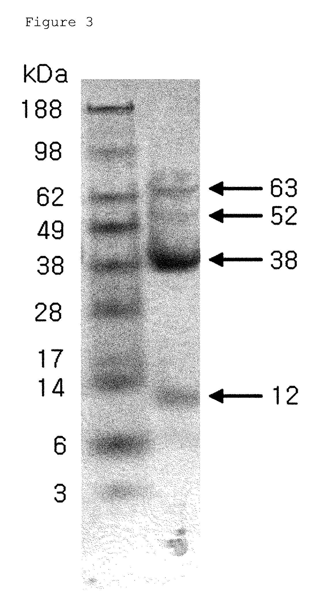 Salmonella bacteriophage and antibacterial composition comprising the same
