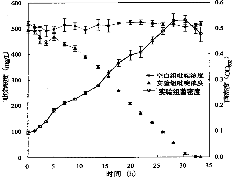 Paracoccus and application thereof in nitrogenous heterocyclic compound degradation